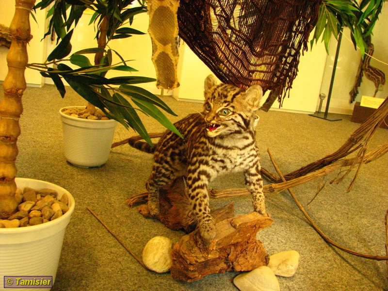 2008-06-08 14-32-37.JPG - Expeditionsmuseum